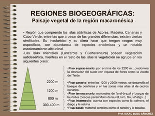 REGIONES BIOGEOGRÁFICAS: Paisaje vegetal de la región macaronésica Región que comprende las islas atlánticas de Azores, Madeira, Canarias y Cabo Verde, entre las que a pesar de las grandes diferencias, existen ciertas similitudes. Su insularidad y su clima hace que tengan rasgos muy específicos, con abundancia de especies endémicas y un notable escalonamiento altitudinal. Las islas orientales (Lanzarote y Fuerteventura) poseen vegetación subdesértica, mientras en el resto de las islas la vegetación se agrupa en los siguientes pisos: 300-400 m 800 m 1200 m 2200 m Piso supracanario : por encima de los 2200 m., predomina la desnudez del suelo con riqueza de flores como la violeta del Teide. Piso canario : entre los 1200 y 2200 metros, se desarrolla el bosque de coníferas y en las zonas más altas el de cedros canarios. Piso termocanario : matorrales de fayal-brezal y bosque de laurisilva (bosque perennifolio de laurel, loro, tilo, viñatigo...) Piso intermedio : cuenta con especies como la palmera, el drago y la sabina. Piso basal:  matorral xerófilos como el cardón y la tabaiba. Prof. ISAAC BUZO SÁNCHEZ 