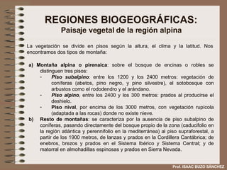 REGIONES BIOGEOGRÁFICAS: Paisaje vegetal de la región alpina a) Montaña alpina o pirenaica : sobre el bosque de encinas o robles se distinguen tres pisos:  Piso subalpino : entre los 1200 y los 2400 metros: vegetación de coníferas (abetos, pino negro, y pino silvestre), el sotobosque con arbustos como el rododendro y el arándano.  Piso alpino , entre los 2400 y los 300 metros: prados al producirse el deshielo. Piso nival , por encima de los 3000 metros, con vegetación rupícola (adaptada a las rocas) donde no existe nieve. b) Resto de montañas : se caracteriza por la ausencia de piso subalpino de coníferas, pasando directamente del bosque propio de la zona (caducifolio en la región atlántica y perennifolio en la mediterránea) al piso supraforestal, a partir de los 1900 metros, de lanzas y prados en la Cordillera Cantábrica; de enebros, brezos y prados en el Sistema Ibérico y Sistema Central; y de matorral en almohadillas espinosas y prados en Sierra Nevada. La vegetación se divide en pisos según la altura, el clima y la latitud. Nos encontramos dos tipos de montaña: Prof. ISAAC BUZO SÁNCHEZ 