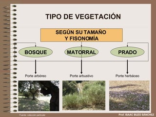 TIPO DE VEGETACIÓN Prof. ISAAC BUZO SÁNCHEZ SEGÚN SU TAMAÑO  Y FISONOMÍA Porte arbóreo Porte arbustivo Porte herbáceo Fuente: colección particular BOSQUE MATORRAL PRADO 