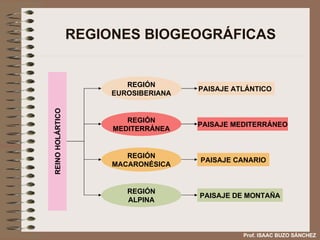REGIONES BIOGEOGRÁFICAS Prof. ISAAC BUZO SÁNCHEZ REINO HOLÁRTICO REGIÓN EUROSIBERIANA REGIÓN MEDITERRÁNEA REGIÓN MACARONÉSICA PAISAJE ATLÁNTICO  PAISAJE MEDITERRÁNEO PAISAJE CANARIO REGIÓN ALPINA PAISAJE DE MONTAÑA 