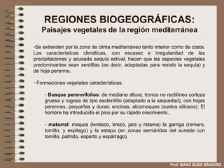 REGIONES BIOGEOGRÁFICAS: Paisajes vegetales de la región mediterránea Se extienden por la zona de clima mediterráneo tanto interior como de costa. Las características climáticas, con escasez e irregularidad de las precipitaciones y acusada sequía estival, hacen que las especies vegetales predominantes sean xerófilas (es decir, adaptadas para resistir la sequía) y de hoja perenne. Formaciones vegetales características:  Bosque perennifolios : de mediana altura, tronco no rectilíneo corteza gruesa y rugosa de tipo esclerófilo (adaptado a la sequedad), con hojas perennes, pequeñas y duras: encinas, alcornoques (suelos silíceos). El hombre ha introducido el pino por su rápido crecimiento. matorral : maquia (lentisco, brezo, jara y retama) la garriga (romero, tomillo, y espliego) y la estepa (en zonas semiáridas del sureste con tomillo, palmito, esparto y espárrago). Prof. ISAAC BUZO SÁNCHEZ 