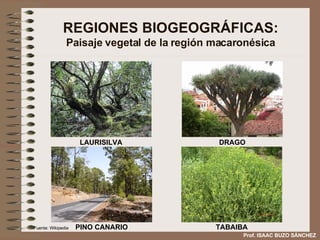 REGIONES BIOGEOGRÁFICAS: Paisaje vegetal de la región macaronésica LAURISILVA DRAGO PINO CANARIO TABAIBA Prof. ISAAC BUZO SÁNCHEZ Fuente: Wikipedia 
