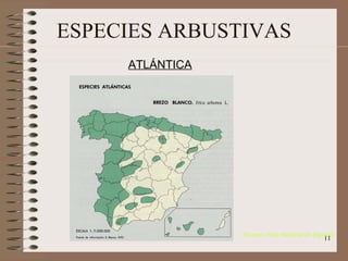 ESPECIES ARBUSTIVAS ATLÁNTICA (Fuente: Atlas Nacional de España)‏ 