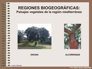 REGIONES BIOGEOGRÁFICAS: Paisajes vegetales de la región mediterránea ENCINA ALCORNOQUE Prof. ISAAC BUZO SÁNCHEZ Fuente: Wikipedia 