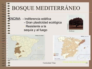 BOSQUE MEDITERRÁNEO ENCINA : - Indiferencia edáfica - Gran plasticidad ecológica -  Resistente a la sequía y al fuego (Fuente: Atlas Nacional de España)‏ 
