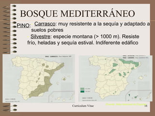 BOSQUE MEDITERRÁNEO PINO : -   Carrasco : muy resistente a la sequía y adaptado a suelos pobres -   Silvestre : especie montana (> 1000 m). Resiste frío, heladas y sequía estival. Indiferente edáfico (Fuente: Atlas Nacional de España)‏ 