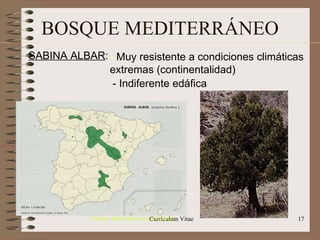 BOSQUE MEDITERRÁNEO SABINA ALBAR : -  Muy resistente a condiciones climáticas extremas (continentalidad)‏ - Indiferente edáfica (Fuente: Atlas Nacional de España)‏ 
