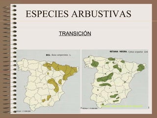 ESPECIES ARBUSTIVAS TRANSICIÓN (Fuente: Atlas Nacional de España)‏ 