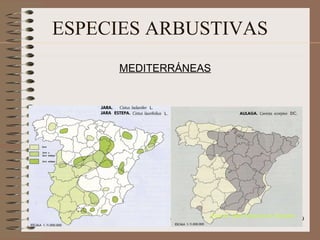 ESPECIES ARBUSTIVAS MEDITERRÁNEAS (Fuente: Atlas Nacional de España)‏ 