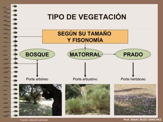 TIPO DE VEGETACIÓN Prof. ISAAC BUZO SÁNCHEZ SEGÚN SU TAMAÑO  Y FISONOMÍA Porte arbóreo Porte arbustivo Porte herbáceo Fuente: colección particular BOSQUE MATORRAL PRADO 