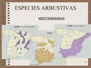 ESPECIES ARBUSTIVAS MEDITERRÁNEAS (Fuente: Atlas Nacional de España)‏ 