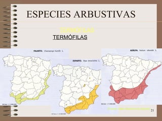 ESPECIES ARBUSTIVAS TERMÓFILAS (Fuente: Atlas Nacional de España)‏ TERMÓFILAS 
