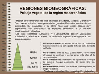 REGIONES BIOGEOGRÁFICAS: Paisaje vegetal de la región macaronésica Región que comprende las islas atlánticas de Azores, Madeira, Canarias y Cabo Verde, entre las que a pesar de las grandes diferencias, existen ciertas similitudes. Su insularidad y su clima hace que tengan rasgos muy específicos, con abundancia de especies endémicas y un notable escalonamiento altitudinal. Las islas orientales (Lanzarote y Fuerteventura) poseen vegetación subdesértica, mientras en el resto de las islas la vegetación se agrupa en los siguientes pisos: 300-400 m 800 m 1200 m 2200 m Piso supracanario : por encima de los 2200 m., predomina la desnudez del suelo con riqueza de flores como la violeta del Teide. Piso canario : entre los 1200 y 2200 metros, se desarrolla el bosque de coníferas y en las zonas más altas el de cedros canarios. Piso termocanario : matorrales de fayal-brezal y bosque de laurisilva (bosque perennifolio de laurel, loro, tilo, viñatigo...)‏ Piso intermedio : cuenta con especies como la palmera, el drago y la sabina. Piso basal:  matorral xerófilos como el cardón y la tabaiba. Prof. ISAAC BUZO SÁNCHEZ 