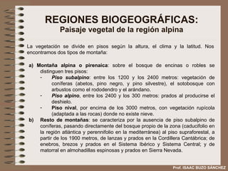 REGIONES BIOGEOGRÁFICAS: Paisaje vegetal de la región alpina a) Montaña alpina o pirenaica : sobre el bosque de encinas o robles se distinguen tres pisos:  Piso subalpino : entre los 1200 y los 2400 metros: vegetación de coníferas (abetos, pino negro, y pino silvestre), el sotobosque con arbustos como el rododendro y el arándano.  Piso alpino , entre los 2400 y los 300 metros: prados al producirse el deshielo. Piso nival , por encima de los 3000 metros, con vegetación rupícola (adaptada a las rocas) donde no existe nieve. b) Resto de montañas : se caracteriza por la ausencia de piso subalpino de coníferas, pasando directamente del bosque propio de la zona (caducifolio en la región atlántica y perennifolio en la mediterránea) al piso supraforestal, a partir de los 1900 metros, de lanzas y prados en la Cordillera Cantábrica; de enebros, brezos y prados en el Sistema Ibérico y Sistema Central; y de matorral en almohadillas espinosas y prados en Sierra Nevada. La vegetación se divide en pisos según la altura, el clima y la latitud. Nos encontramos dos tipos de montaña: Prof. ISAAC BUZO SÁNCHEZ 