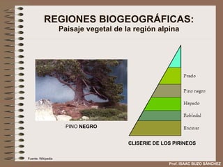 REGIONES BIOGEOGRÁFICAS: Paisaje vegetal de la región alpina CLISERIE DE LOS PIRINEOS PINO  NEGRO Prof. ISAAC BUZO SÁNCHEZ Fuente: Wikipedia 