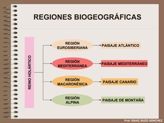 REGIONES BIOGEOGRÁFICAS Prof. ISAAC BUZO SÁNCHEZ REINO HOLÁRTICO REGIÓN EUROSIBERIANA REGIÓN MEDITERRÁNEA REGIÓN MACARONÉSICA PAISAJE ATLÁNTICO  PAISAJE MEDITERRÁNEO PAISAJE CANARIO REGIÓN ALPINA PAISAJE DE MONTAÑA 