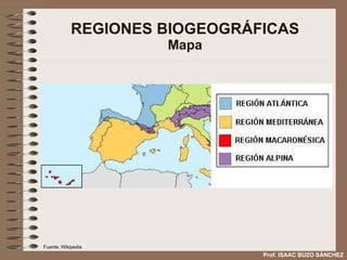 REGIONES BIOGEOGRÁFICAS Mapa Prof. ISAAC BUZO SÁNCHEZ Fuente: Wikipedia 