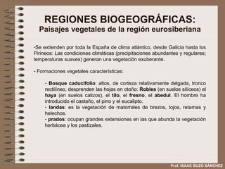 REGIONES BIOGEOGRÁFICAS: Paisajes vegetales de la región eurosiberiana Se extienden por toda la España de clima atlántico, desde Galicia hasta los Pirineos: Las condiciones climáticas (precipitaciones abundantes y regulares; temperaturas suaves) generan una vegetación exuberante. Formaciones vegetales características:  Bosque caducifolio : altos, de corteza relativamente delgada, tronco rectilíneo, desprenden las hojas en otoño:  Robles  (en suelos silíceos) el  haya  (en suelos calizos), el  tilo , el  fresno , el  abedul . El hombre ha introducido el castaño, el pino y el eucalipto. landas : es la vegetación de matorrales de brezos, tojos, retamas y helechos. prados : ocupan grandes extensiones en las que abunda la vegetación herbácea y los pastizales. Prof. ISAAC BUZO SÁNCHEZ 