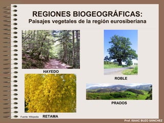 REGIONES BIOGEOGRÁFICAS: Paisajes vegetales de la región eurosiberiana HAYEDO ROBLE RETAMA PRADOS Prof. ISAAC BUZO SÁNCHEZ Fuente: Wikipedia 