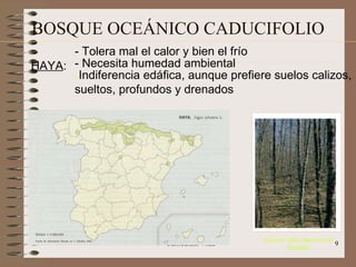 BOSQUE OCEÁNICO CADUCIFOLIO HAYA : - Necesita humedad ambiental Indiferencia edáfica, aunque prefiere suelos calizos,   sueltos, profundos y drenados - Tolera mal el calor y bien el frío (Fuente: Atlas Nacional de España)‏ 