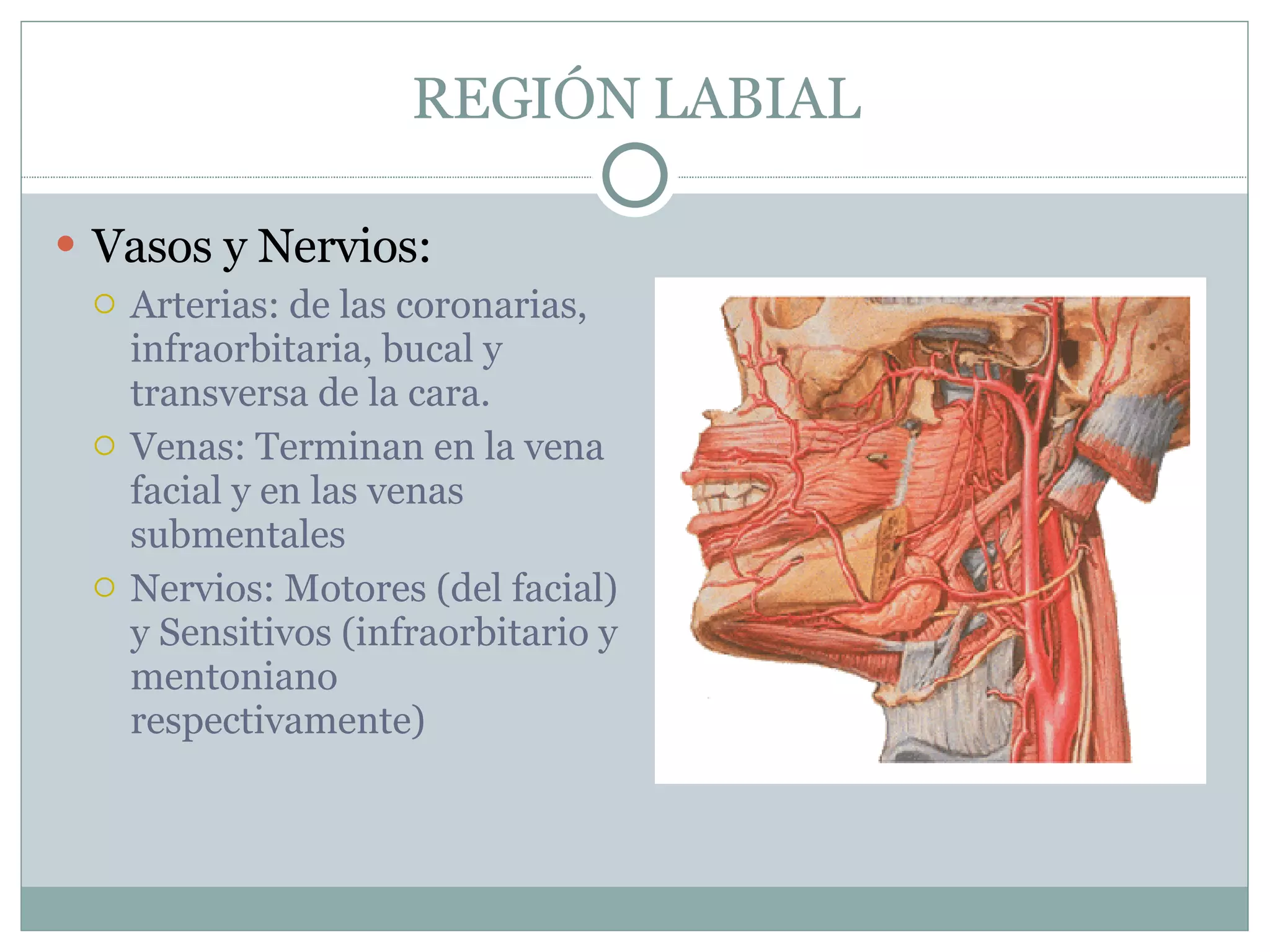 Regiones De La Cabeza Ii | PPT