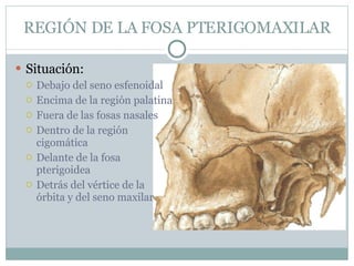 REGIÓN DE LA FOSA PTERIGOMAXILAR Situación: Debajo del seno esfenoidal Encima de la región palatina Fuera de las fosas nasales Dentro de la región cigomática Delante de la fosa pterigoidea Detrás del vértice de la órbita y del seno maxilar 