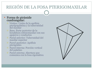 REGIÓN DE LA FOSA PTERIGOMAXILAR Forma de pirámide cuadrangular: Vértice: Unión de la apófisis pterigopalatina y la tuberosidad del maxilar Base: Parte posterior de la hendidura esfenomaxilar con sus agujeros y conductos Pared anterior: Tuberosidad del maxilar superior Pared posterior: Apófisis pterigoides Pared Interna: Porción vertical del palatino Pared externa: Abertura que comunica con la fosa cigomática 