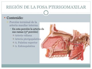 REGIÓN DE LA FOSA PTERIGOMAXILAR Contenido: Porción terminal de la arteria maxilar interna: En esta porción la arteria da sus ramas (3ª porción) Arteria vidiana Arteria pterigopalatina A. Palatina superior A. Esfenopalatina 