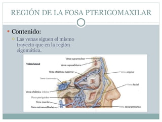 REGIÓN DE LA FOSA PTERIGOMAXILAR Contenido: Las venas siguen el mismo trayecto que en la región cigomática. 