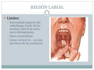 REGIÓN LABIAL Límites: Extremidad superior del subtabique, borde de las narinas, alas de la nariz, surco labiogeniano. Surco mentolabial Línea vertical 10 – 12 mm por fuera de las comisuras 