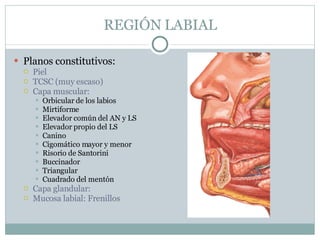 REGIÓN LABIAL Planos constitutivos: Piel TCSC (muy escaso) Capa muscular:  Orbicular de los labios Mirtiforme Elevador común del AN y LS Elevador propio del LS Canino Cigomático mayor y menor Risorio de Santorini Buccinador Triangular Cuadrado del mentón Capa glandular: Mucosa labial: Frenillos 