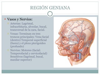 REGIÓN GENIANA Vasos y Nervios: Arterias: Lagrimal, infraorbitaria, alveolar, bucal, transversal de la cara, facial. Venas: Terminan en tres troncos principales: Vena facial (dentro) Temporal superficial (fuera) y el plexo pterigoideo (profundo) Nervios: Motores (facial: Temporofacial y cervicofacial) Sensitivos (lagrimal, bucal, maxilar superior) 