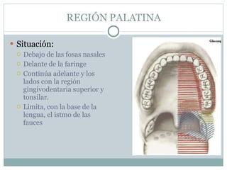 REGIÓN PALATINA Situación:  Debajo de las fosas nasales Delante de la faringe Continúa adelante y los lados con la región gingivodentaria superior y tonsilar. Limita, con la base de la lengua, el istmo de las fauces 