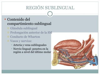 REGIÓN SUBLINGUAL Contenido del compartimiento sublingual Glándula sublingual Prolongación anterior de la SM Conducto de Wharton Vasos y nervios: Arteria y vena sublinguales Nervio lingual: penetra en la región a nivel del último molar 