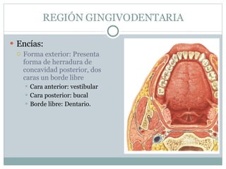 REGIÓN GINGIVODENTARIA Encías: Forma exterior: Presenta forma de herradura de concavidad posterior, dos caras un borde libre Cara anterior: vestibular Cara posterior: bucal Borde libre: Dentario.  