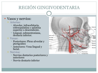 REGIÓN GINGIVODENTARIA Vasos y nervios: Arterias:  Alveolar, infraorbitaria, esfenopalatina y palatina superior o descendente. Lingual, submentoniana, dentaria inferior. Venas: Posteriores: Plexo alveolar y pterigoideo Anteriores: Vena lingual y facial. Nervios:  Nervios dentarios posteriores y anteriores Nervio dentario inferior 