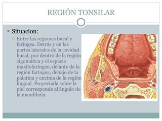 REGIÓN TONSILAR Situacion: Entre las regiones bucal y faríngea. Detrás y en las partes laterales de la cavidad bucal; por dentro de la región cigomática y el espacio maxilofaríngeo, delante de la región faríngea, debajo de la palatina y encima de la región lingual. Proyectada sobre la piel corresponde al ángulo de la mandíbula. 