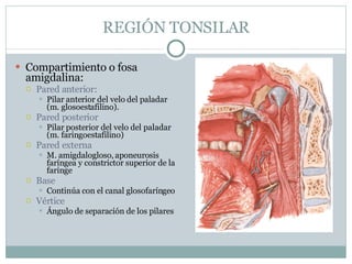 REGIÓN TONSILAR Compartimiento o fosa amigdalina: Pared anterior: Pilar anterior del velo del paladar (m. glosoestafilino). Pared posterior Pilar posterior del velo del paladar (m. faringoestafilino) Pared externa M. amigdalogloso, aponeurosis faríngea y constrictor superior de la faringe Base Continúa con el canal glosofaríngeo Vértice Ángulo de separación de los pilares 