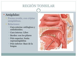 REGIÓN TONSILAR Amígdalas: Forma ovoide, con criptas amigdalinas. Relaciones:  Cara externa: estilogloso y estilohioideo. Cara interna: Libre Bordes: con los pilares Polo superior: fosita supraamigdalina Polo inferior: Base de la lengua 