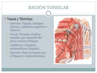 REGIÓN TONSILAR Vasos y Nervios: Arterias: lingual, faríngea inferior, palatinas superior e inferior. Venas: Forman el plexo tonsilar que depende del plexo venoso faríngeo Linfáticos: Ganglios submaxilares (ángulo) Nervios: Plexo formado por el lingual y el glosofaríngeo 