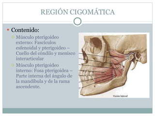 REGIÓN CIGOMÁTICA Contenido: Músculo pterigoideo externo: Fascículos esfenoidal y pterigoideo – Cuello del cóndilo y menisco interarticular Músculo pterigoideo interno: Fosa pterigoidea – Parte interna del ángulo de la mandíbula y de la rama ascendente. 
