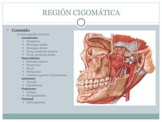 REGIÓN CIGOMÁTICA Contenido: Arteria maxilar interna: Ascendentes:  Timpánica Meníngea media Meníngea menor Temp. profunda anterior Temp. profunda media Descendentes: Dentaria inferior Maseterina Bucal Pterigoidea Palatina superior o descendente Anteriores: Alveolar Suborbitaria Posteriores: Vidiana Pterigopalatina Terminal: Esfenopalatina 