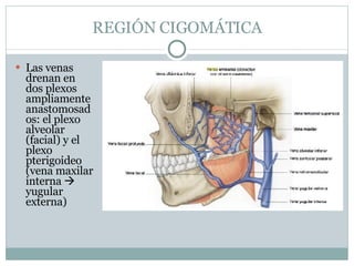 REGIÓN CIGOMÁTICA Las venas drenan en dos plexos ampliamente anastomosados: el plexo alveolar (facial) y el plexo pterigoideo  (vena maxilar interna    yugular externa) 