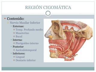 REGIÓN CIGOMÁTICA Contenido: Nervio Maxilar Inferior Externas: Temp. Profundo medio Maseterino Bucal Interna: Pterigoideo interno Posterior Aurículotemporal Inferiores: Lingual Dentario inferior 