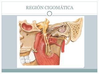 REGIÓN CIGOMÁTICA 