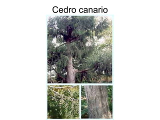 Cedro canario 
 