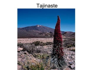 Tajinaste 
