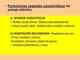 • Formaciones vegetales características del 
paisaje atlántico 
a) BOSQUE CADUCIFOLIO: 
• Robles (suelo silíceo. Madera para ebanistería) 
• Hayas (suelo calizo. Madera para muebles y barcos) 
b) VEGETACIÓN SECUNDARIA: Repoblaciones con 
• Pinos (madera y resina), 
• Eucaliptos (celulosa y pasta de papel) 
• Castaños (ebanistería y fruto) 
 