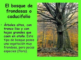 El bosque de 
frondosas o 
caducifolio 
• Árboles altos, con 
tronco liso y con 
hojas grandes que 
caen en otoño. Este 
tipo de bosque posee 
una vegetación muy 
frondosa, pero pocas 
especies (flora). 
 