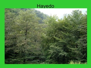 Hayedo 
 